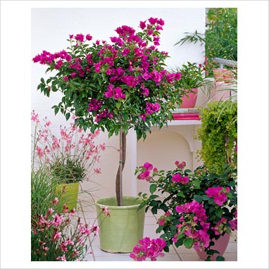 Plants for apartments