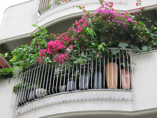 Balcony plants can cool your apartment