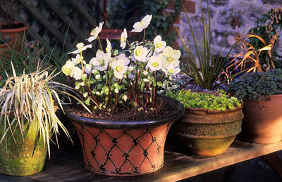 Hellebores via my.englishclub