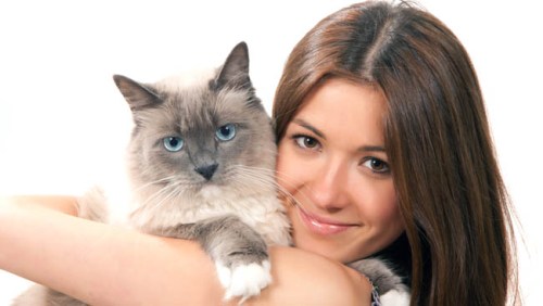 woman hold her lovely Ragdoll cat with blue eye