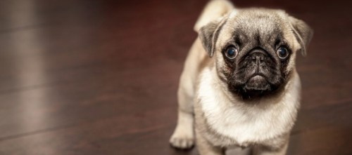 Pet friendly apartments puppy