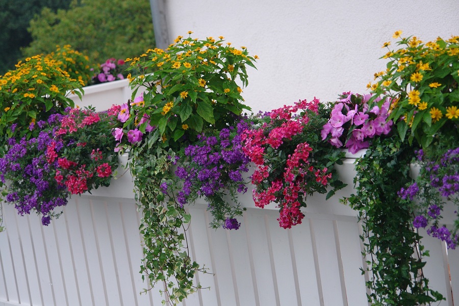 Beautiful balcony flowers