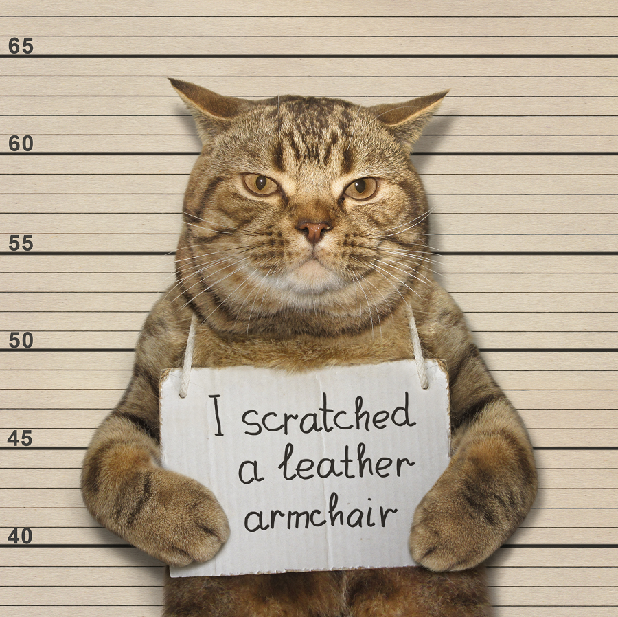 how to save your deposit with pets rent cafe