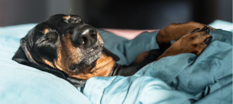 most pet-friendly cities
