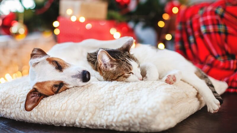 cat dog bed comfortable
