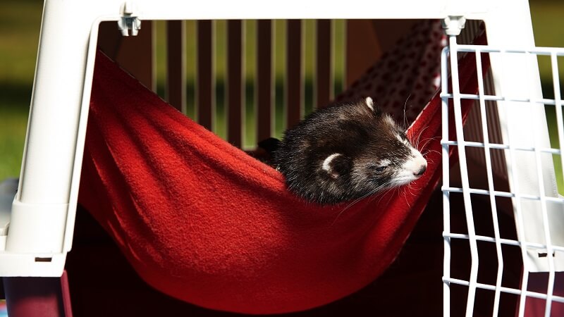 ferret in hammock