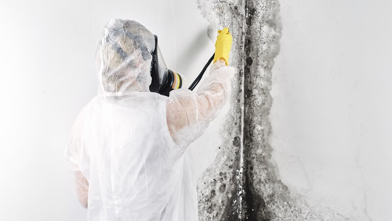 expert cleaning mold