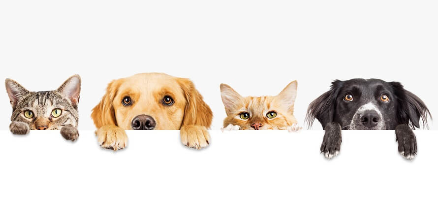 pets in line