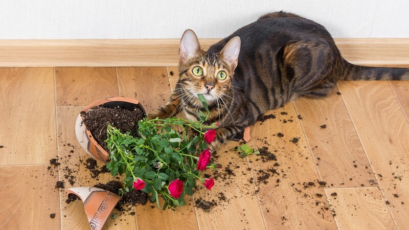 pet broke flower pot