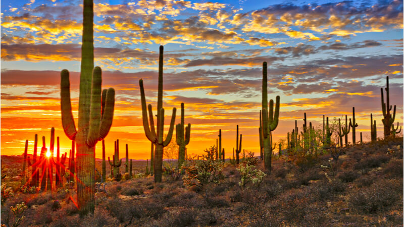 Saguaro cacti