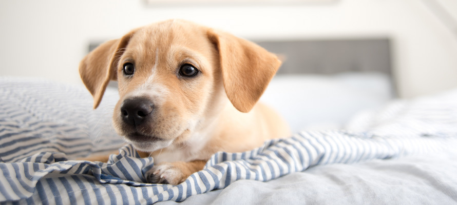 dog training games indoor