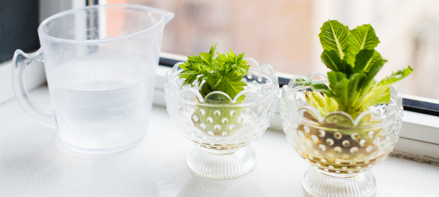 how-to-regrow-vegetables