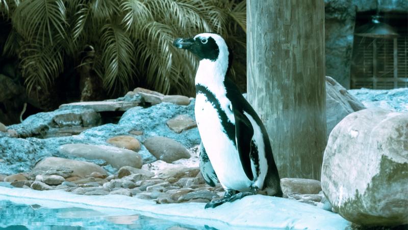 penguin at Animal Kingdom Orlando