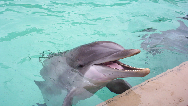 dolphin at Seaworld Orlando