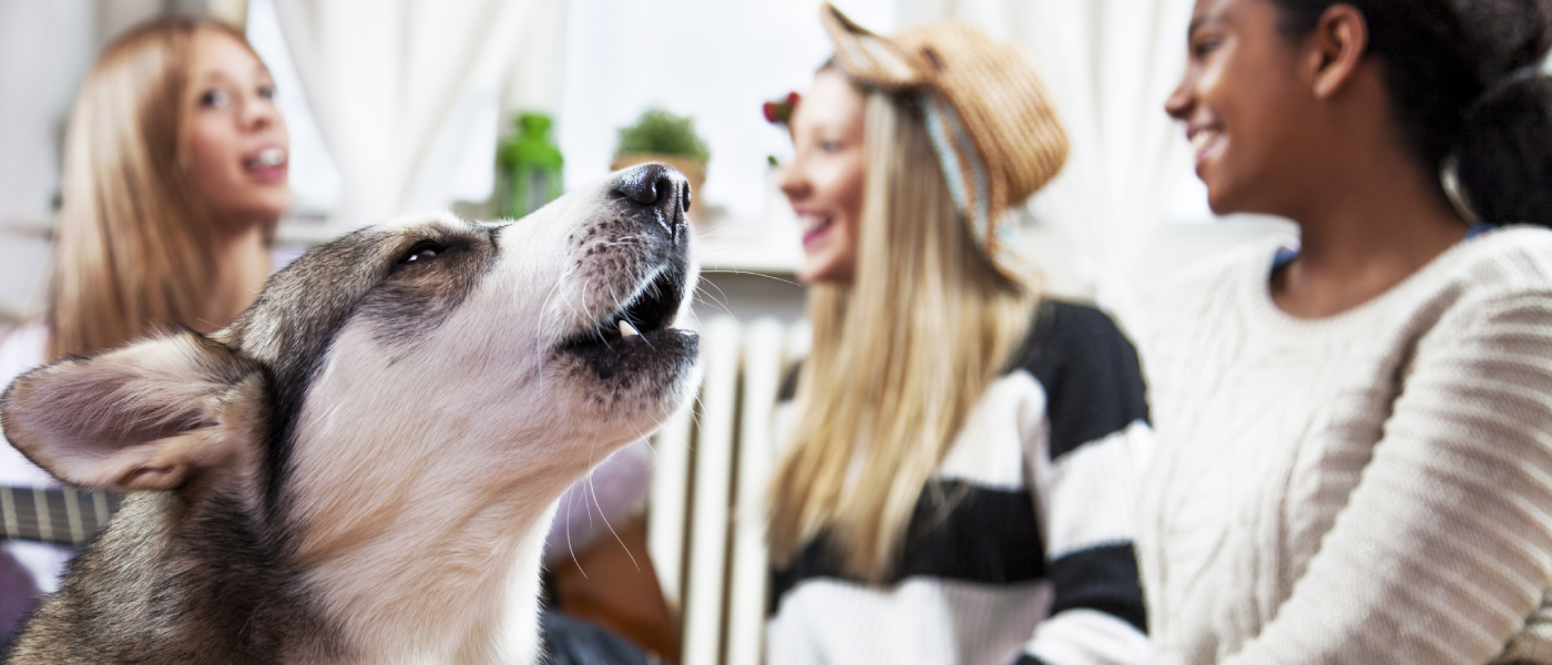 prevent dog barking in apartment