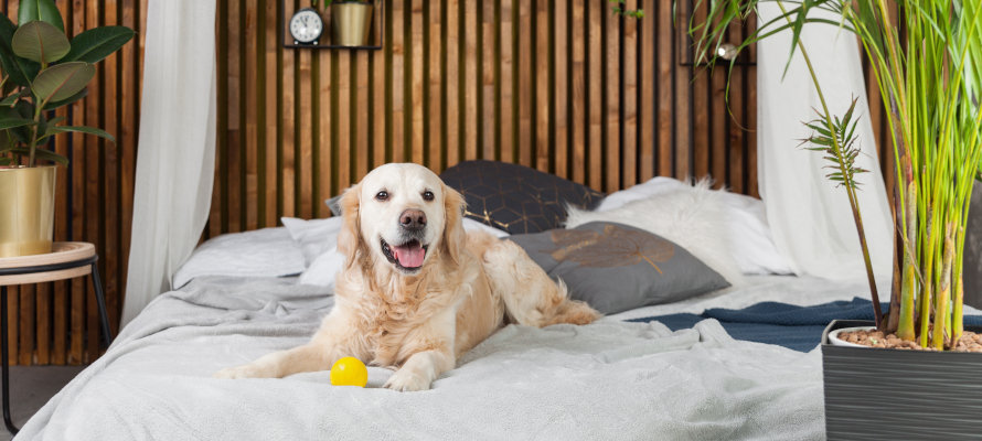 diy-pet-toys