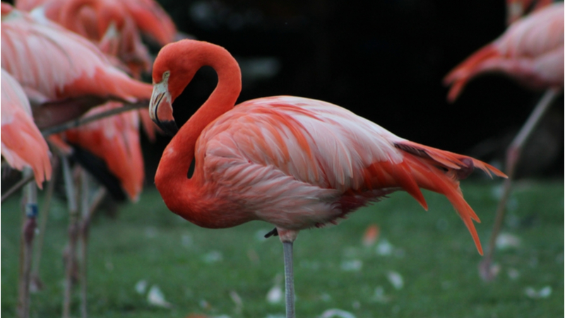 Flamingos in Busch Gardens Tampa