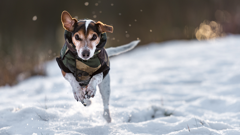 winter move with pets