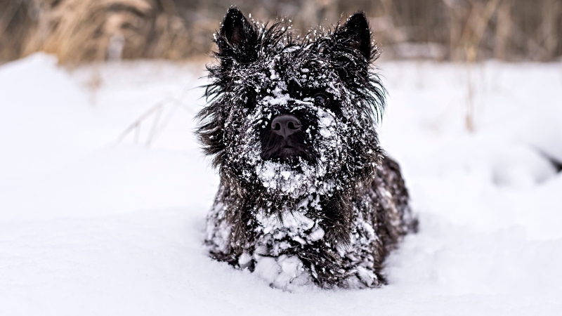 Hypoallergenic dog Affenpinscher