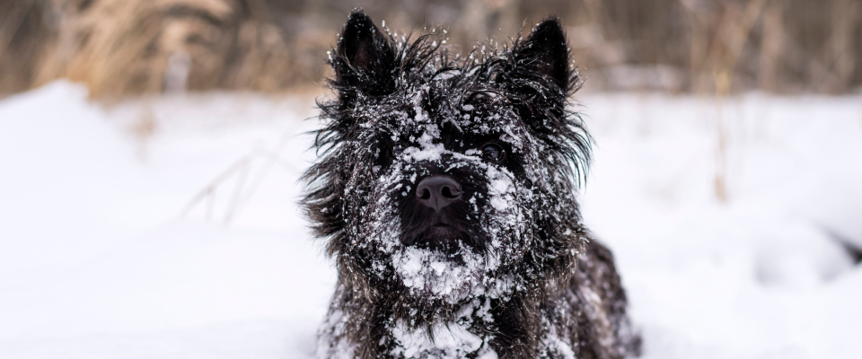 Hypoallergenic dog Affenpinscher