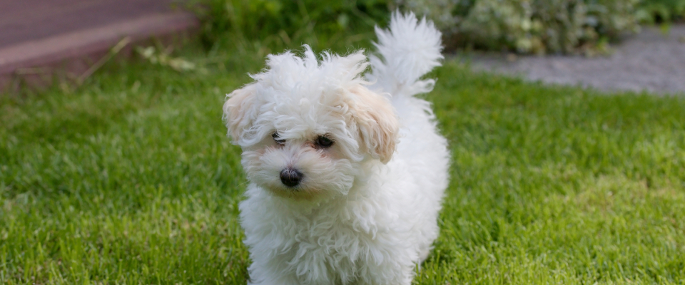 Bolognese Dog