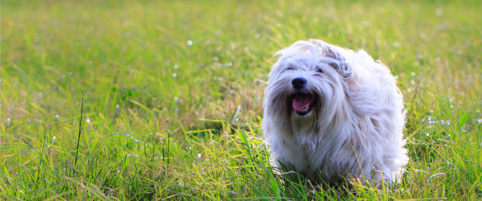 Coton de Tulear