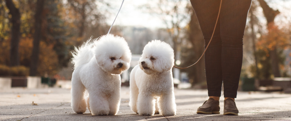 Hypoallergenic dog Bichon Frise