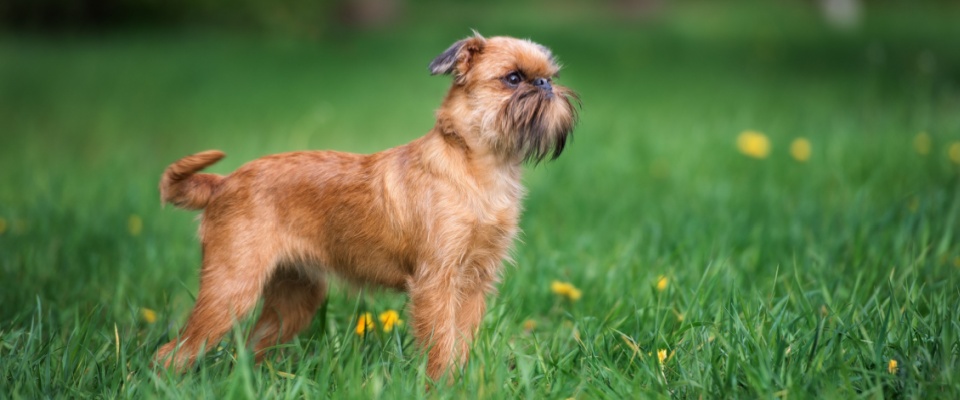Hypoallergenic dog Brussels Griffon