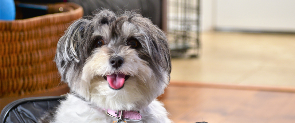 Hypoallergenic dog Havanese