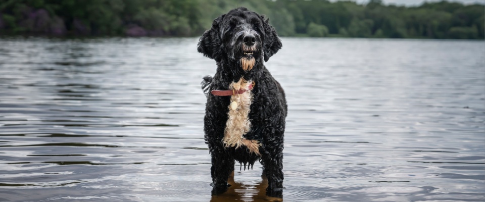 Hypoallergenic Portuguese Water Dog