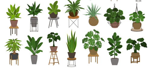 best plants for apartments