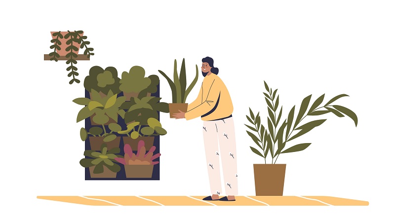 plants for indoor garden