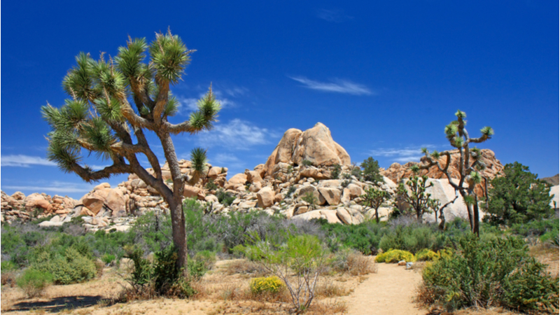 Joshua tree landscape