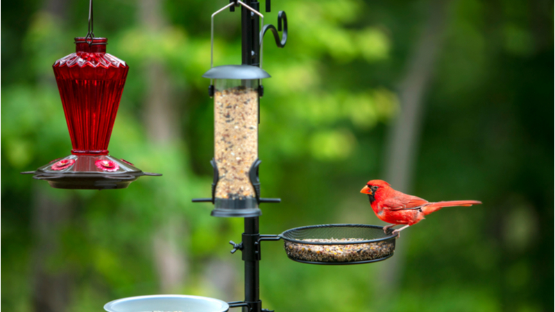 Backyard birdfeeder Fort Lauderdale