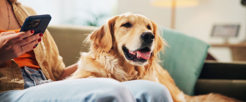 laying on a couch after adopting a pet