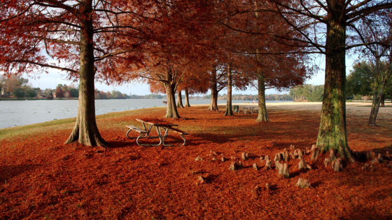 View of Cypress trees with red leaves at University Lake, Baton Rouge, Louisiana, USA