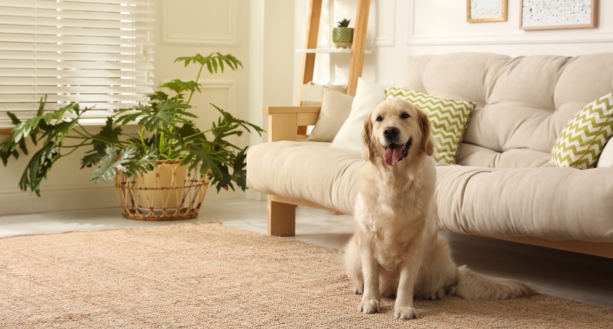 dog sitting in apartment