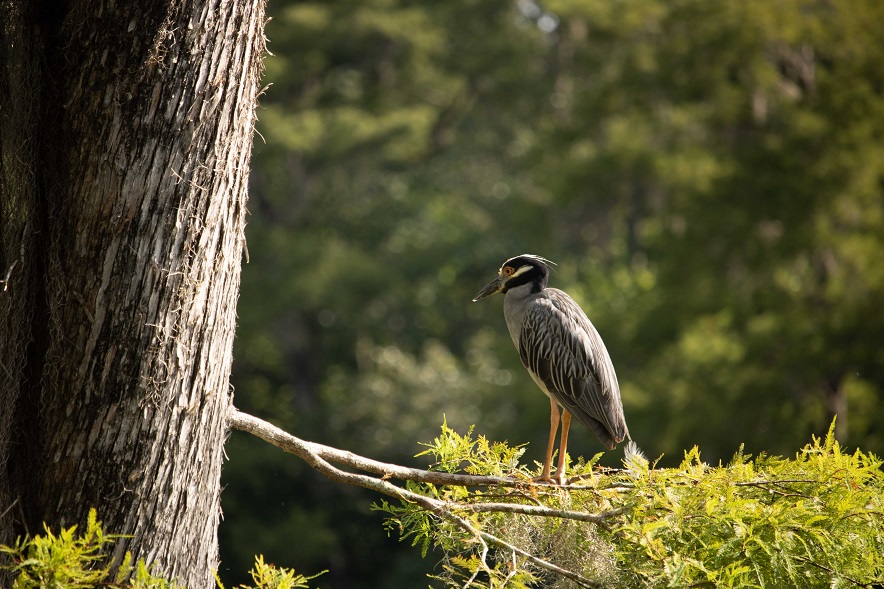 wakulla park florida birds