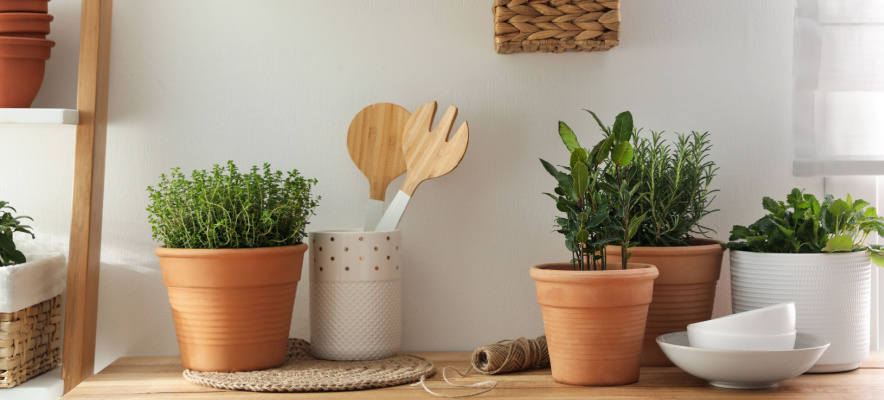 herb garden in an apartment