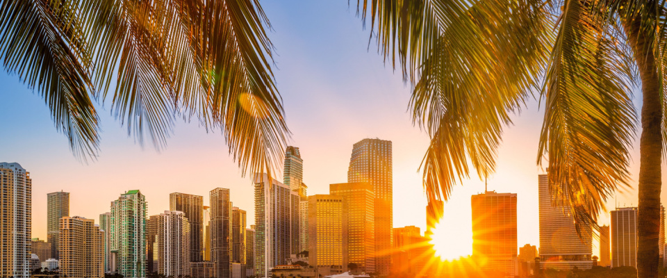 Miami skyline in the sunrise with palm trees in the foreground