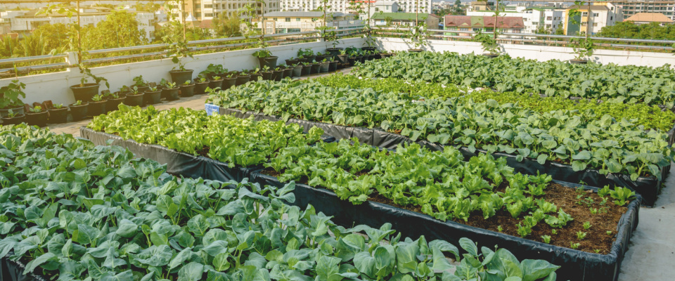 raised garden beds on a rooftop in Milwaukee