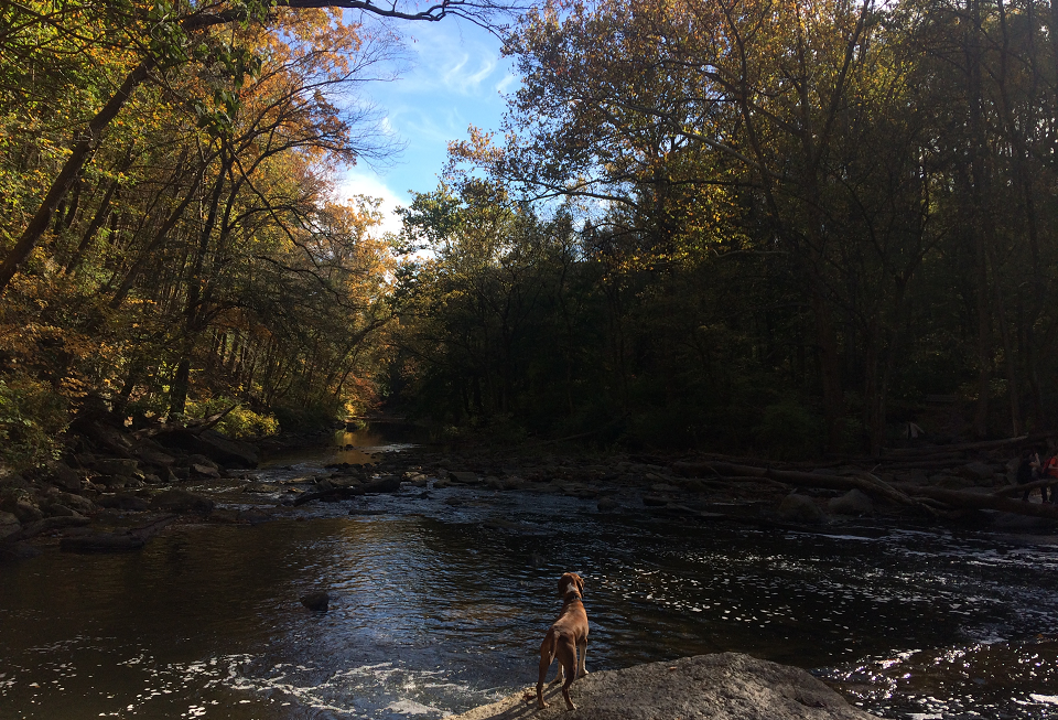 Wissahickon park philly