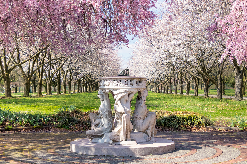 cherry blossoms in philadelphia