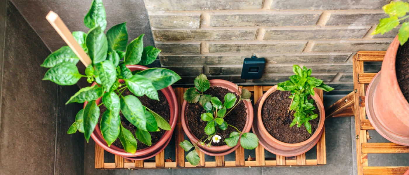 Top view of small vegetable garden on balcony of town apartment with varieties of green plants growing on a ceramic pots over wood shelf. Urban sustainable organic garden concept.