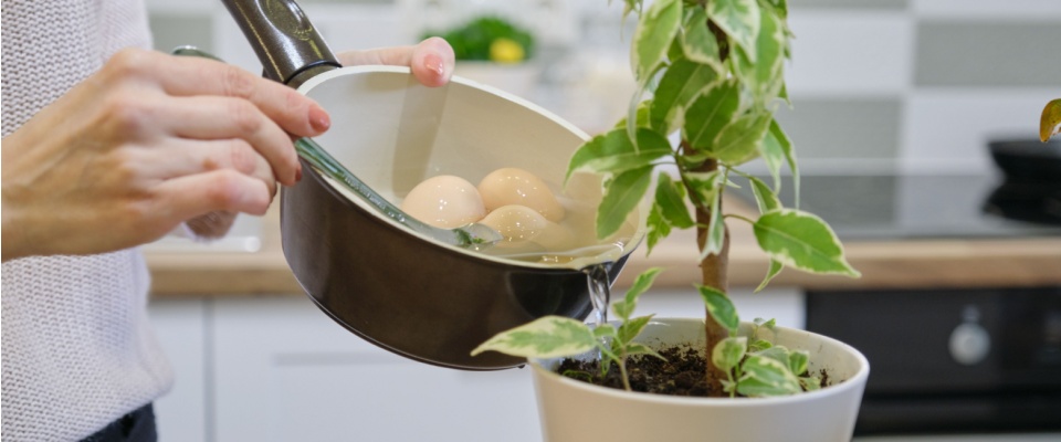 Natural fertilizer water after boiling eggs. A Gen Z renter is watering a potted plant as part of her water saving practices.
