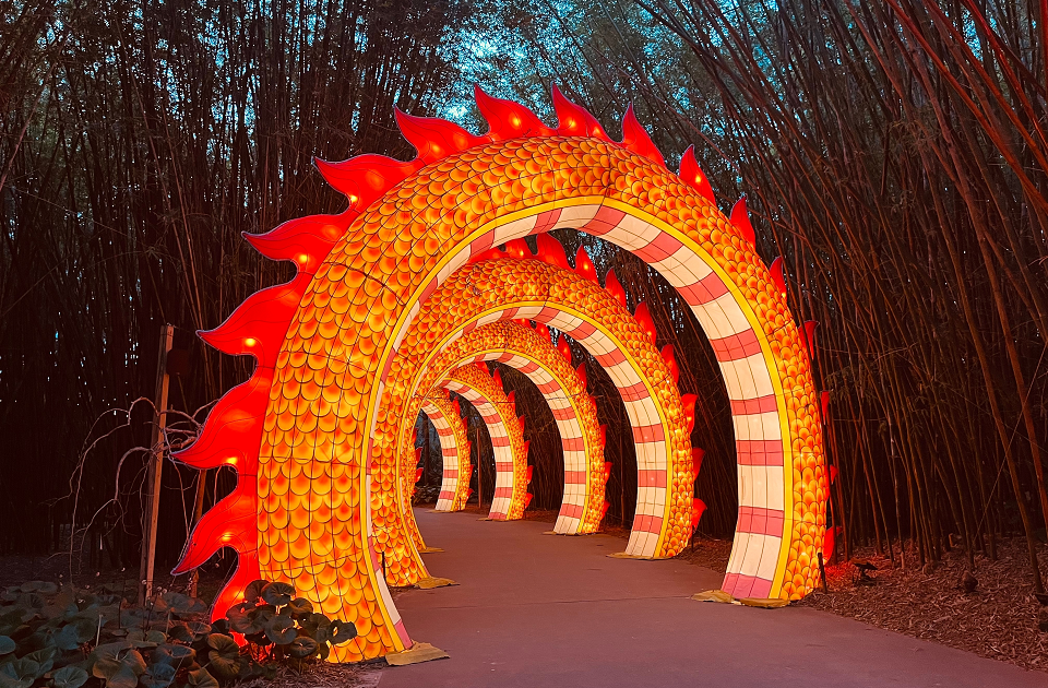 lights at jacksonville zoo