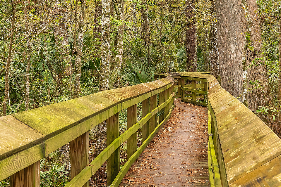 nature trail at university of north florida jacksonville