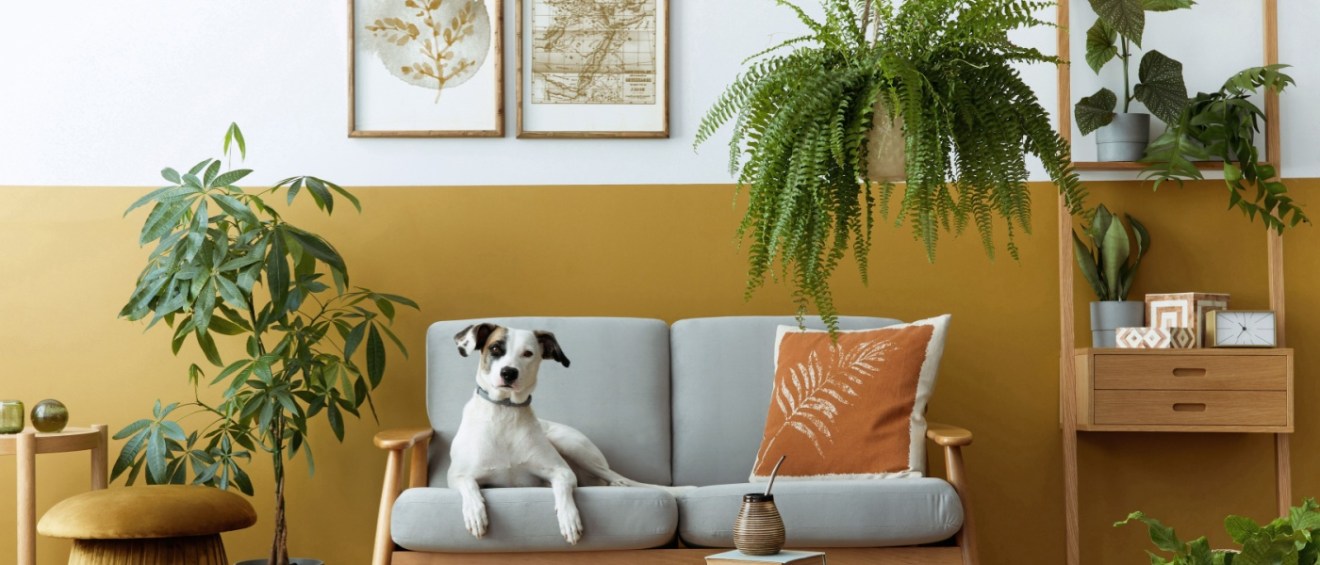 Non-toxic plants for a safe, stylish home with pets.
