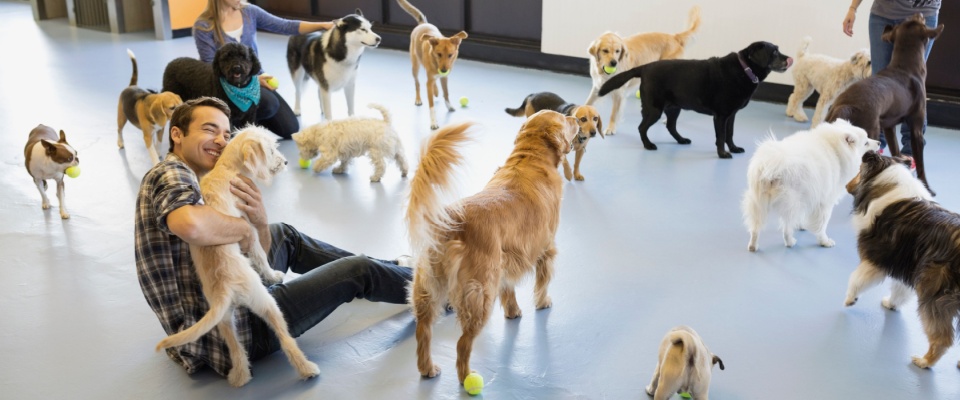 Man playing with multiple dogs at a doggy daycare center.
