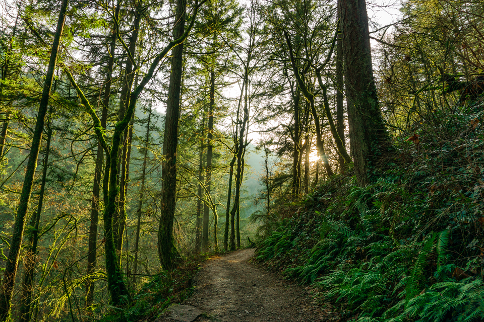 forest park trail in portland